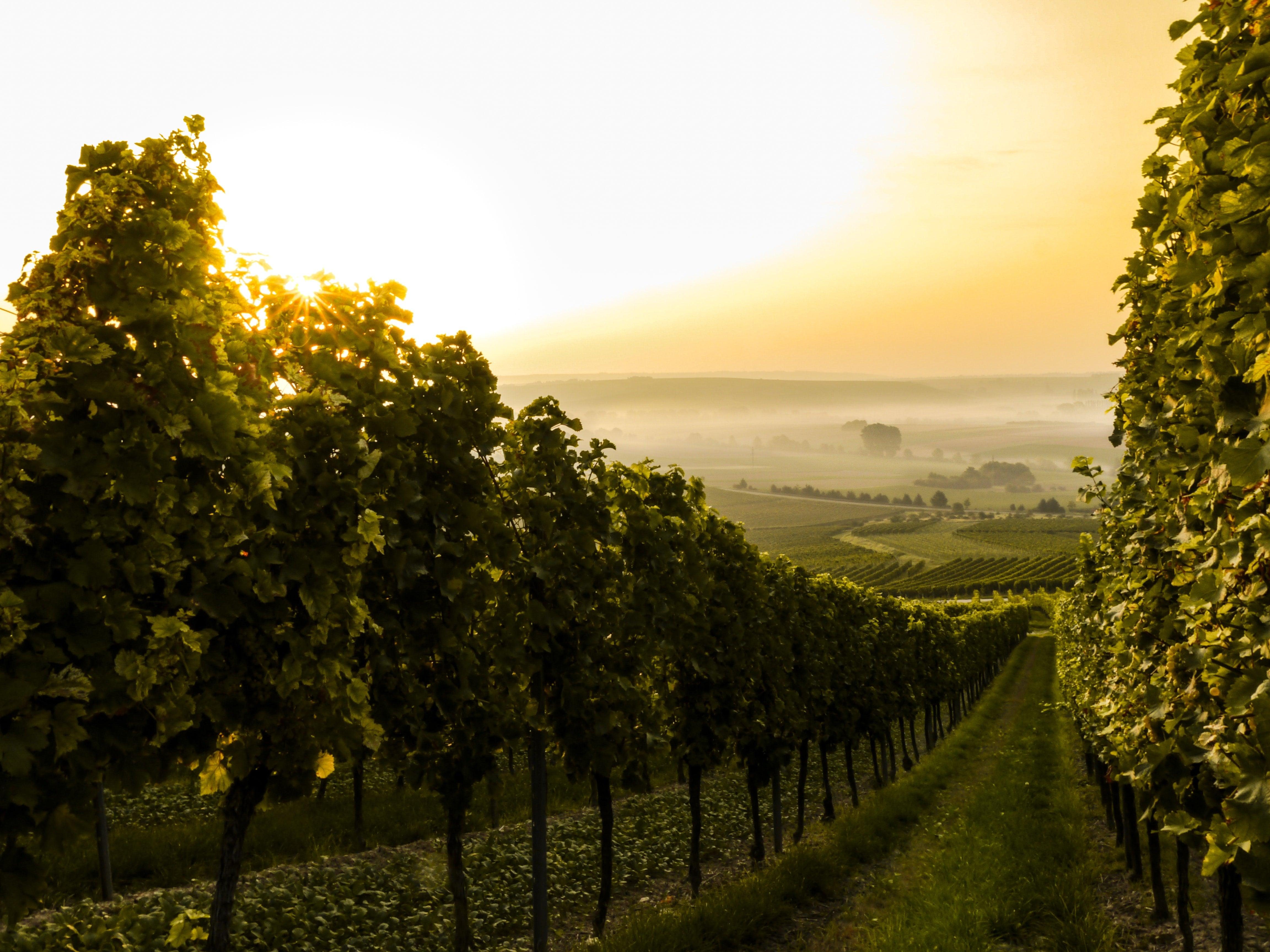 Wie wird Wein hergestellt? - einschenken24.de
